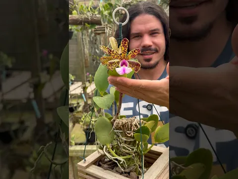 Dica de plantio de Cattleya aclandiae.