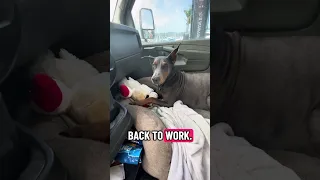 #fyp #dream #doberman #pets #youtube
