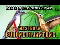 Download Lagu Masteran Kasaran Burung Kolibri Pijantung: Eksotis dan Unik!