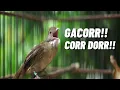 Download Lagu PANCINGAN KAPAS TEMBAK BUNYI!! PASTI BUNYI BOS! GACOR!! MASTERAN KAPAS TEMBAK! NGAMUK NIH BOSSS