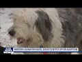 Animal Humane Society rescues 22 dogs from a Minnesota breeder