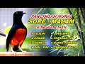 Lagu 🔴 LIVE 02 - Pancingan Murai Batu Pagi Hari Full Isian Tembakan kasar Bikin Murai apapun nyaut Bunyi