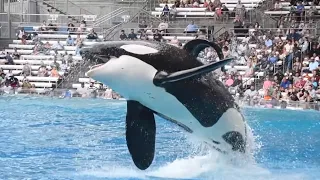 Orca Encounter (Full Show) - SeaWorld Orlando - October 16, 2026