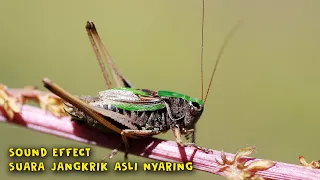 sound effect suara jangkrik asli nyaring