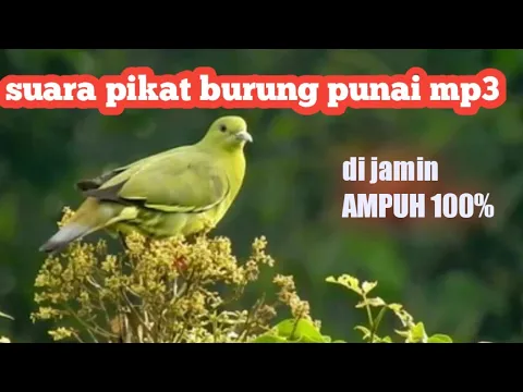 Download MP3 SUARA PIKAT BURUNG PUNAI mp3 DI JAMIN AMPUH!!