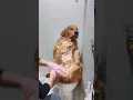 Download Lagu Giving a Golden Retriever a Gentle Bath – No Harm, Only Love | We Love Animals