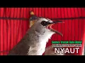 Lagu kicau burung trucukan gacor NGALAS PALING AMPUH pandai BUAT burung trucukan gacor EMOSI