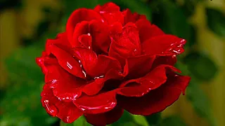 فيروز وردة الوردات 