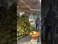 Download Lagu Nothing beats fresh coconuts #indianexplorers #india #travel #coconut #holiday