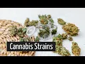 What Do Different Marijuana Strains Do Shopping for Medical Marijuana Part 2 Discover Marijuana