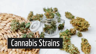 What Do Different Marijuana Strains Do Shopping for Medical Marijuana Part 2 Discover Marijuana