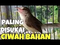 Download Lagu Ciblek sawah  Betina birahi memanggil jantan ampuh buat pancingan