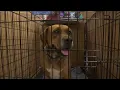 Free pet adoptions all weekend long to help dozens of dogs and cats find their furever homes