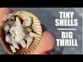 Download Lagu Hunting tiny shells. Tiny package, big thrill!