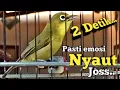 Download Lagu DALAM HITUNGAN DETIK | CIAK CIAK KECIAL KUNING GACOR NGEJOS INI |BIKIN KECIAL EMOSI PASTI NYAUT JOSS