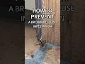 Brown Recluses - Eliminate their food sources and hiding spots