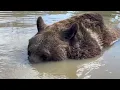 Weather has been nice for October Leo has been enjoying his pond late in the season BEARS