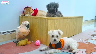obi plays with her friends