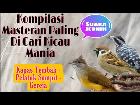 Download MP3 Masteran Kapas Tembak Pelatuk Sampit Dan Gereja