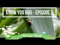 Know You Bug Episode 3 - Tortoise Beetle