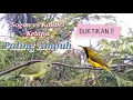 Lagu Suara Pikat Sogon Vs Kolibri Kelapa Paling Ampuh