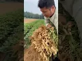 Lagu Peanuts Harvest #satisfying #shot