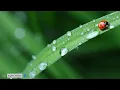 【‍Morning Bird Music】Find your inner peace✨,Wake up your body and mind
