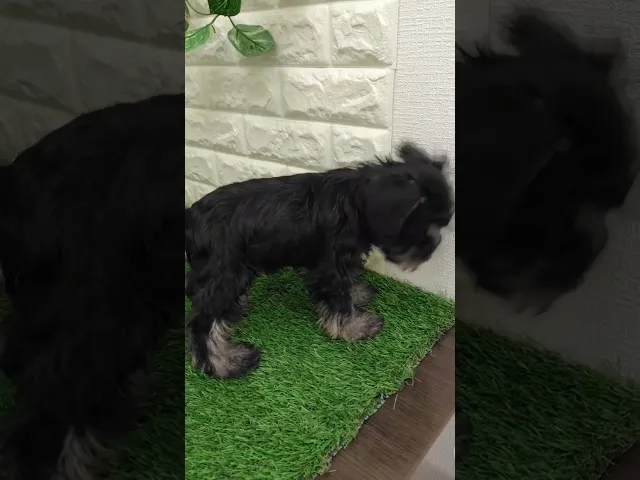 動画