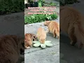 Download Lagu Thank God , I still can put food on the cat bowl #cats #adoptstrays #catshorts #straycat #cute #cat