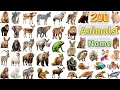 Download Lagu Animals Vocabulary ll 200 Animals Name In English With Pictures ll All Animals Name In English