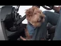 Getting You Where You Want To Go Buggies Unlimited
