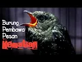 Lagu SCARY EVIL BIRD SOUND AT NIGHT || SUARA BURUNG KEDASIH MALAM HARI AUTO SEREM