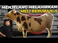 KANDANG BERSALIN MELI UDAH SELESAI DISAAT BENTUK BADAN MELI UDAH BERUBAH..!