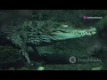 Download Lagu Meet the Ultimate Predator: Saltwater Crocodiles!