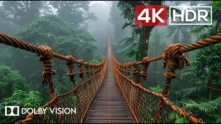 Green AMBIENCE DOLBY VISION 4K HDR So Real You Ll Forget You Re Inside 60 FPS 
