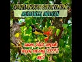 Download Lagu suara sogok ontong anakan memanggil indukan, suara pikat ampuh 2022