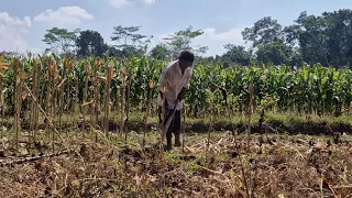 THIS BRILLIANT FARMING TOOL MAKES CORN HARVESTING LOOK TOO EASY! - Agricultural Farming
