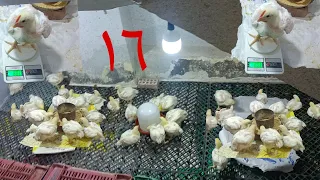 ٣ اعشاب لزياده الوزن ٢ لو حطتيهم التحويل بيقف بلاش سن فول وهقولك ليه الوزن جميل 