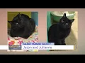 Pet Connect - May 1 2020