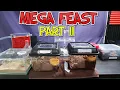 Download Lagu Feeding feast for all my animals. Tarantula, scorpion and ants feeding video