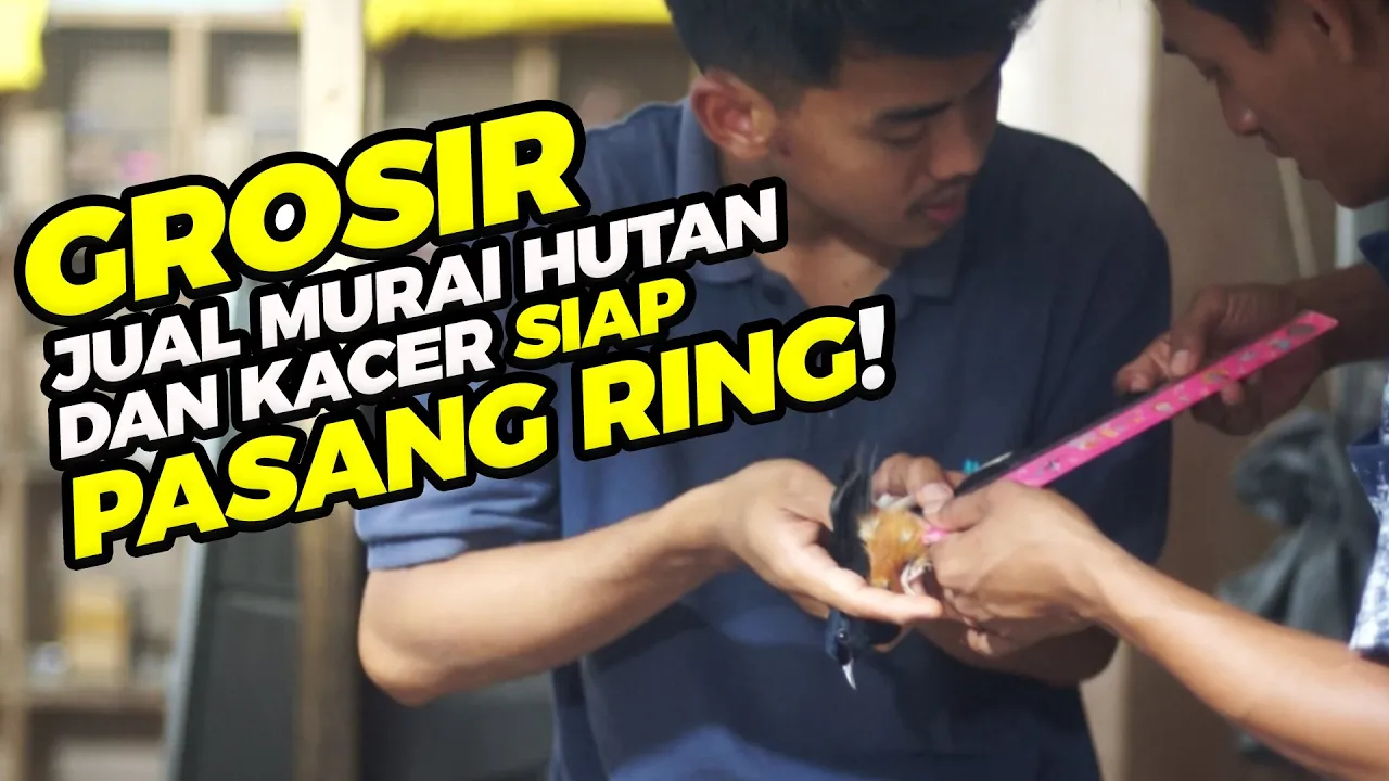 
          
          
          
            
            Daftar Harga Burung Terbaru, Jual Murai Batu Muda Hutan dan Kacer SIAP PASANG RING !
          
        . 