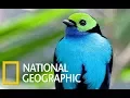 Download Lagu Wildlife Birds - Amazing Tropical Birds (Nat Geo)