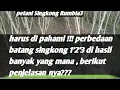 Download Lagu perawatan batang singkong 1 vs 2 vs 3 hasil bagus semuanya!!! INI CARANYA