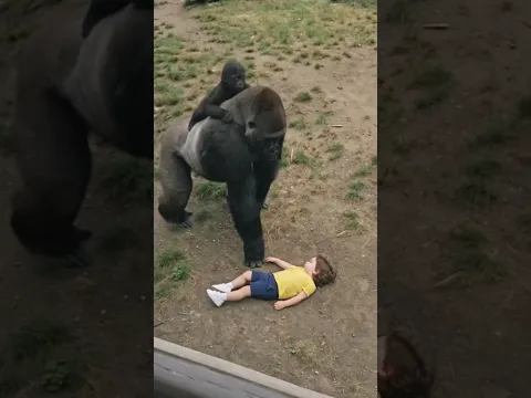 The Gorilla Who Saved a Child 🦍The True Story of Binti Jua (1996) #gorilla #zoo