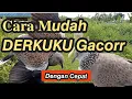 CARA CEPAT DERKUKU Gacor dan Jinak | Rahasia Menggacorkan derkuku Tekukur
