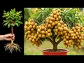 Download Lagu How To Propagate Longan Trees with Aloe Vera To Bear fruit quickly