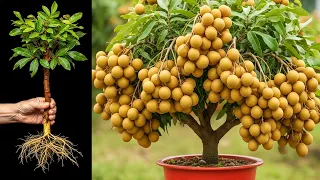 How To Propagate Longan Trees with Aloe Vera To Bear fruit quickly