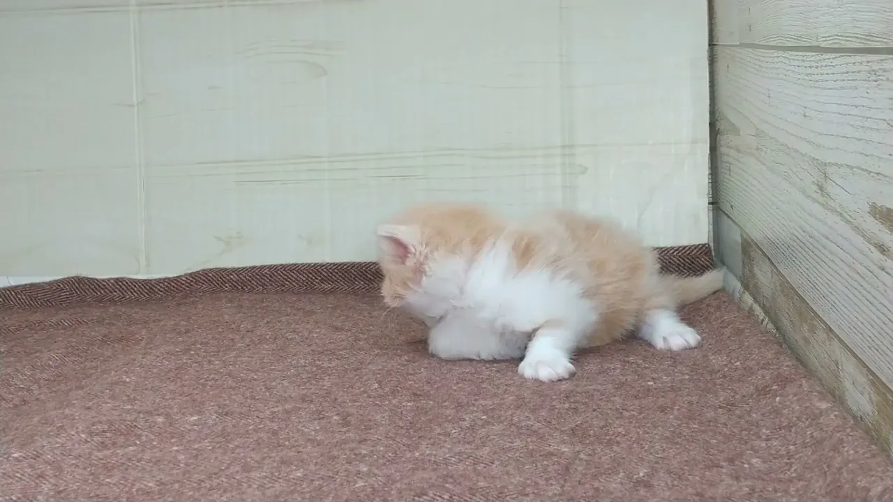 動画