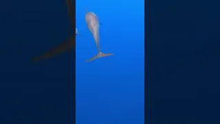 #sailing #ocean #dolphins #underwater