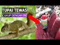 Download Lagu Cara mengatasi hama tupai